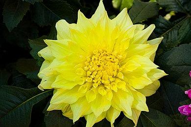 《地平线：西部禁域》技能树庞大 6种玩法风格曝光